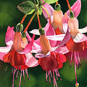 Fuchsia Poster