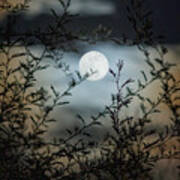 Full Moon Through Mesquite Branches Poster