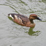 Fulvous Whistling Duck Poster