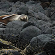 Fur Seal Taking A Nap On Its Back On The Rocks Below The Albatross Centre Poster