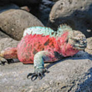 Galapagos Marine Iguana During Mating Season Poster