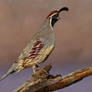 Gambel's Quail Perched On A Branch Poster