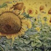 Garden Of The Sun Flower Poster