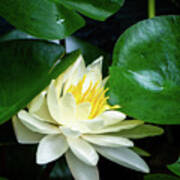 Garden Water Lily Poster