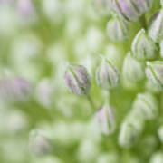 Garlic Flower Poster