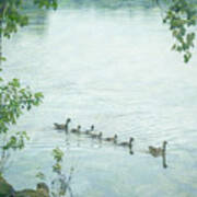 Geese On The Cedar River Iowa Poster