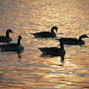 Geese Reflections Poster