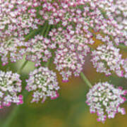 Gentle Pink Bloom Of Queen Anne's Lace Poster