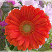 Gerbera Daisy Closeup Poster