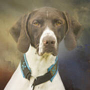 German Shorthaired Pointer Eight Poster