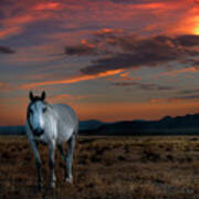 Ghost Horse At Sunset Poster