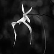 Ghost Orchid 2 Bw Poster