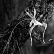 Ghost Orchid Bw Poster