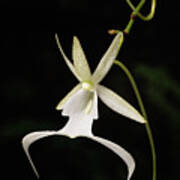 Ghost Orchid Flower And Bud Poster