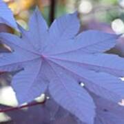 Giant Purple Leaves Poster