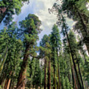 Giant Sequoias Sequoiadendron Gigantium Yosemite Poster