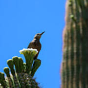 Gila Woodpecker On Saguaro Cactus Poster