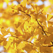 Ginko Biloba Yellow Leaves Poster