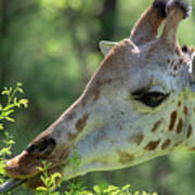 Giraffe Browsing On Leaves Poster