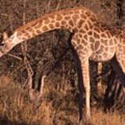 Giraffe Eating Too Poster