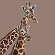 Giraffe Pair - Transparent Poster