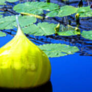 Glass Sculpture Water Lily Missouri Botanical Garden Poster