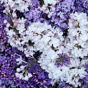 Glorious Lilacs Poster
