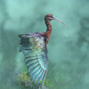 Glossy Ibis 4d Poster