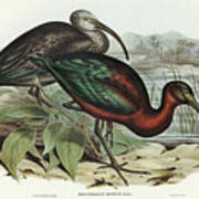 Glossy Ibis, Falcinellus Igneus Poster