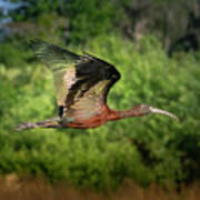 Glossy Ibis In Fight At Sunset Poster