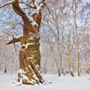 Gnarled Oak Tree In Fresh Snow, Sherwood Forest, Nottingham, England Poster