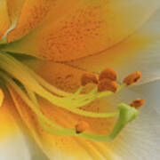 Gold Daylily Close-up Poster