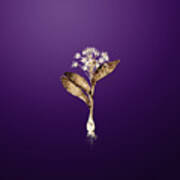 Gold Pygmy Hyacinth On Royal Purple N.02476 Poster