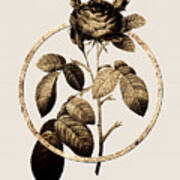 Gold Ring Red Gallic Rose Botanical Illustration Black And Gold N.0421 Poster