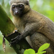 Golden Bamboo Lemur2 Poster