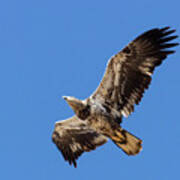 Juvenile  Bald Eagle Soaring Overhead Poster