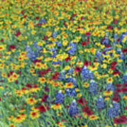 Golden Hillside - Bluebonnet And Coreopsis And Poster