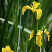 Golden Iris Garden Poster