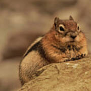 Golden-mantled Ground Squirrel Portrait Poster