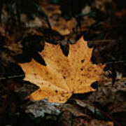 Golden Maple Leaf In Dark Forest Poster