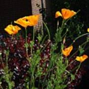 Golden Poppy Greeters Poster