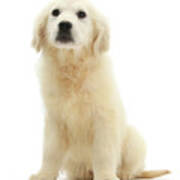 Golden Retriever Pup Poster