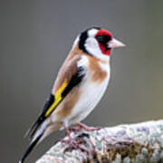 Goldfinch Perching On An Oak Branch Poster