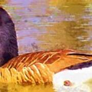 Canada Goose On The Pond Bird Waterfowl Print Poster