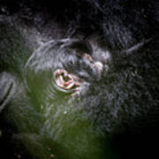 Gorilla Mother And Baby Poster