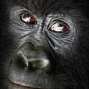 Gorille Bageni Poster