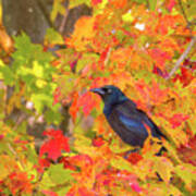 Grackle Sitting Among Fall Leaves Poster