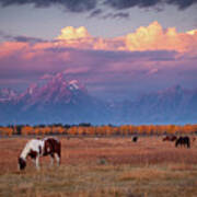 Grand Teton Pasture Poster