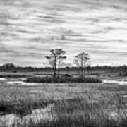 Grasses Across The Everglades In Black And White Poster