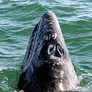 Gray Whale 7a Poster